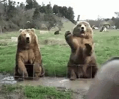 Bears Wave GIF - Bears Wave GIFs