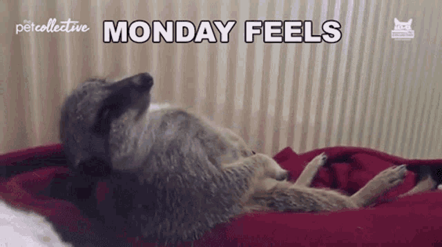 Monday Feels Monday GIF - Monday Feels Monday Feeling GIFs