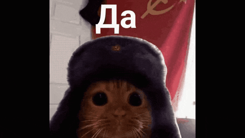 a close up of a cat wearing a russian hat .