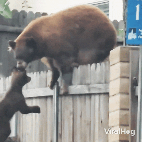 Lifting Baby Bear Mama Bear GIF - Lifting Baby Bear Mama Bear Viralhog GIFs
