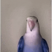 a close up of a blue and white parrot with a pink beak .