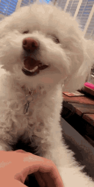 a small white dog with a tag that says ' amanda ' on it