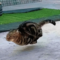 a cat is flying through the air while doing a trick