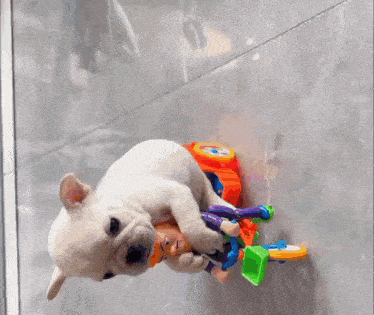 a puppy is playing with a toy bicycle on a tiled floor