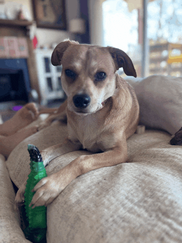 a dog laying on a couch with a green toy in its paws