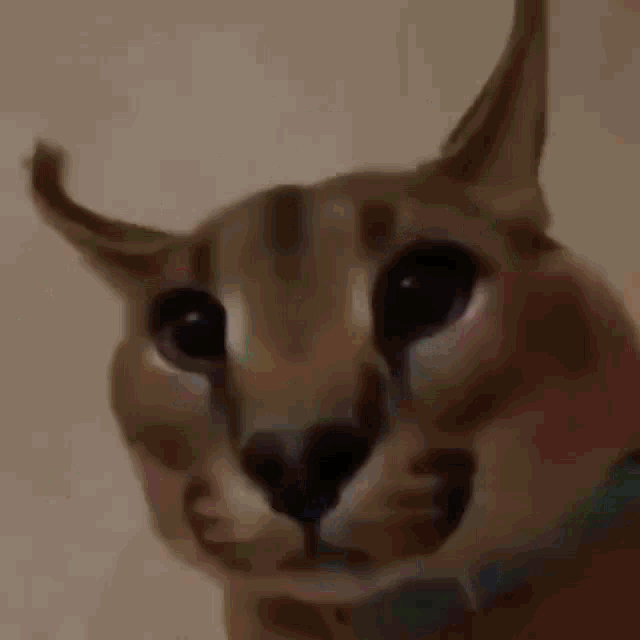 Floppa Memes GIF - Floppa Memes Big Russian Cat GIFs