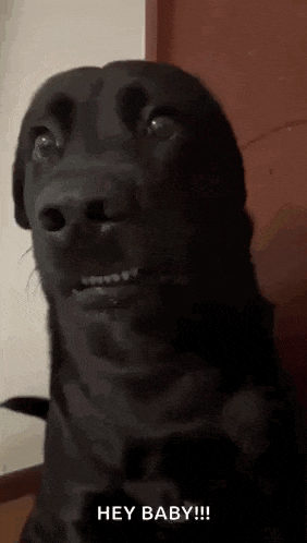 a black dog is making a funny face while looking at the camera .