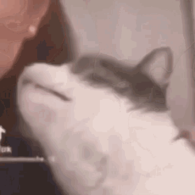 a close up of a person holding a cat 's head .
