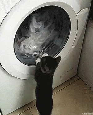 Cat Washing Machine GIF - Cat Washing Machine Play Time GIFs