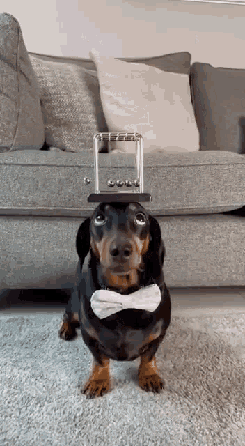 Pendulum Dog GIF - Pendulum Dog GIFs