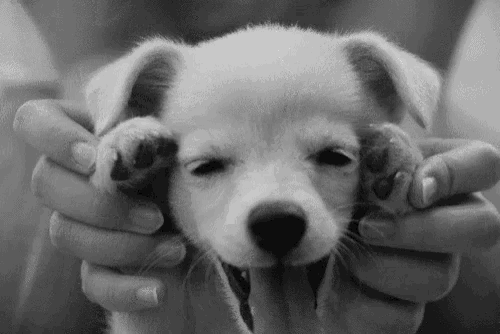 a black and white photo of a person holding a puppy with its mouth open .