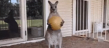 наркомания вечеринка кенгуру смешно GIF - Cray Crazy Stuff Crazy Shit GIFs