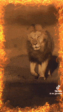 a lion is surrounded by flames in a tik tok video