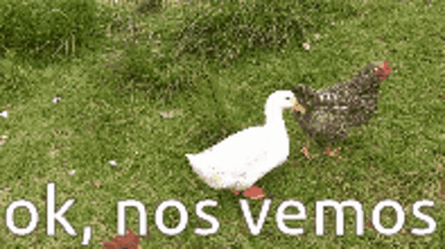 a duck and a chicken are standing in the grass with the words ok nos vemos written below them