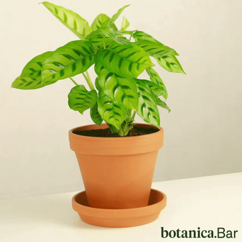 Plants Indoor GIF - Plants Indoor Botanic GIFs