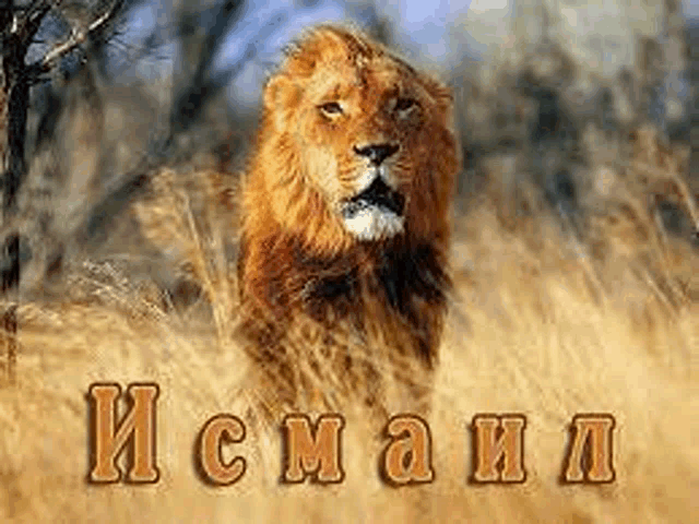 a lion is standing in the middle of a field of tall grass with the name written in russian .