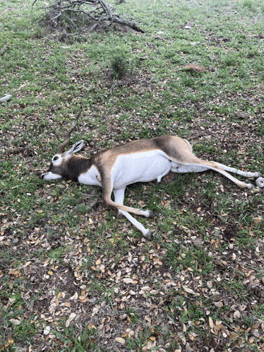 a dead deer laying on the ground with leaves on the ground