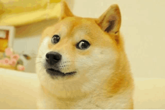 a dog with a surprised look on his face
