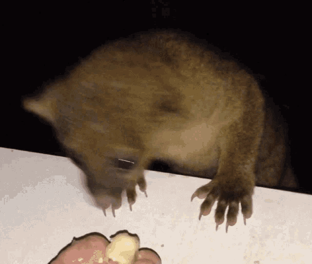 Kinkajou Animal GIF - Kinkajou Animal Honey Bear GIFs
