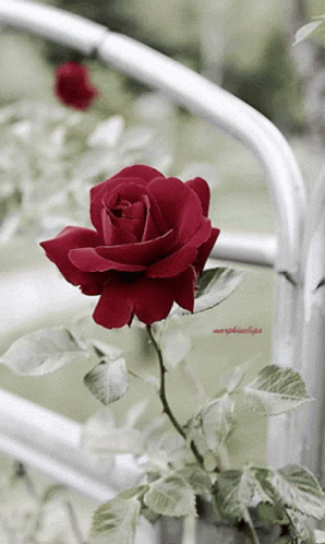 Red Rose Rose GIF - Red Rose Rose Rose For You GIFs