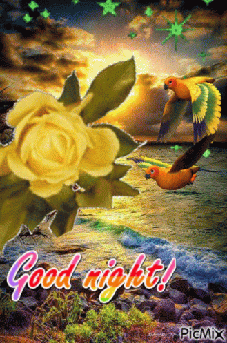 Good Night Rose GIF - Good Night Rose Flower GIFs