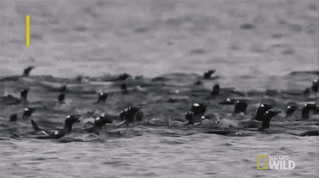 a group of birds are swimming in the water with the words they can reach of up to at the bottom