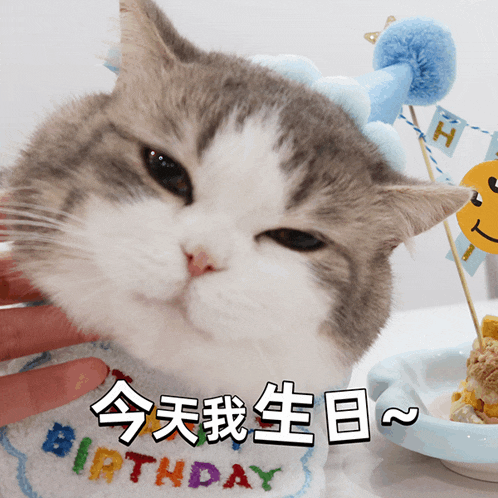 a cat wearing a birthday shirt is being petted