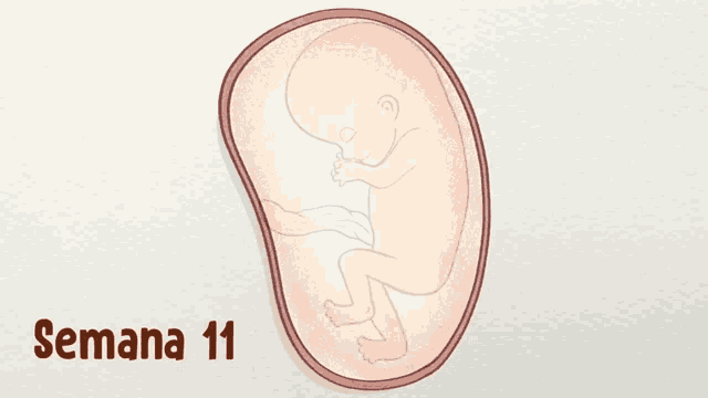 a drawing of a baby in the womb with the words semana 11 written below it