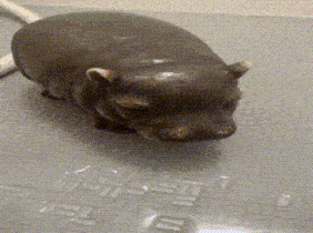 a hippopotamus laying on a gray surface with a few pieces of ice on it