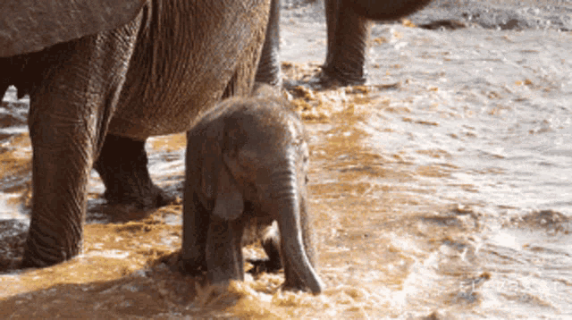 Water Baby Elephant GIF - Water Baby Elephant Elephant GIFs