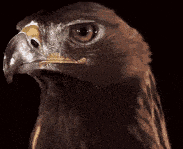 a picture of an eagle with the words reaction gif you are being kidnapped