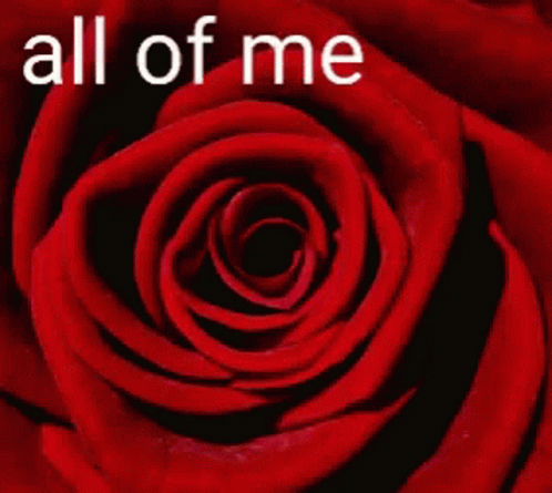 All Of Me Loves All Of You Rose GIF - All Of Me Loves All Of You Rose Love You GIFs