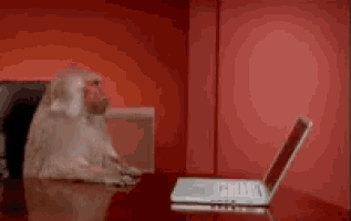 a monkey is sitting at a desk with a laptop on it .