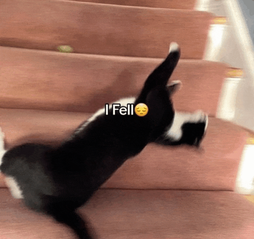 a black and white cat is playing on a set of stairs with the caption i fell