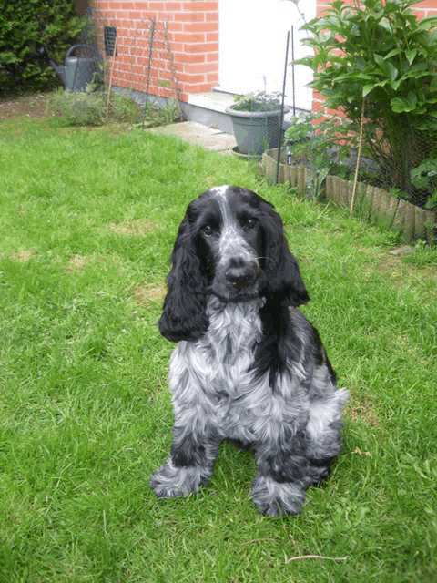 a black and white cocker spaniel laying in the grass