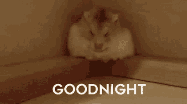 a white cat is curled up in a ball and the words goodnight are above it