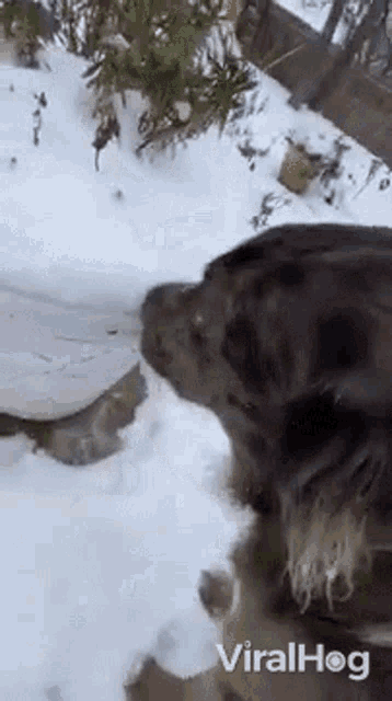 Dog Viralhog GIF - Dog Viralhog Snow GIFs