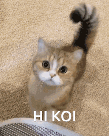 a cat is standing on a carpet and looking up at the camera with the words hi koi written below it .