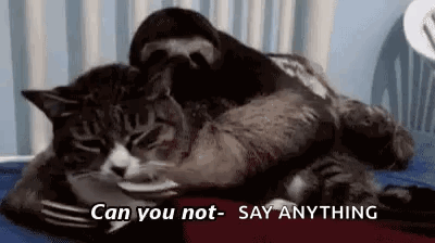 Cat Can You Not GIF - Cat Can You Not Sloth GIFs