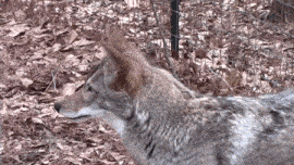 a close up of a coyote 's head with a fence in the background