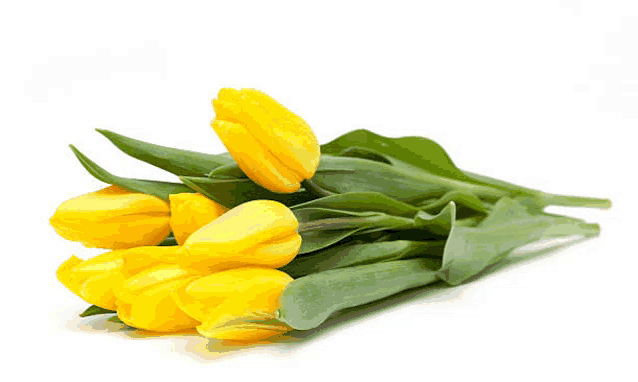 a bouquet of yellow tulips with green leaves on a white background