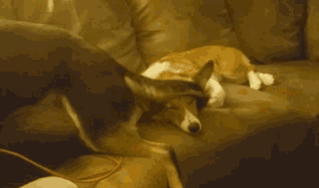 Dogs Beat Down GIF - Dogs Dog Beat Down GIFs