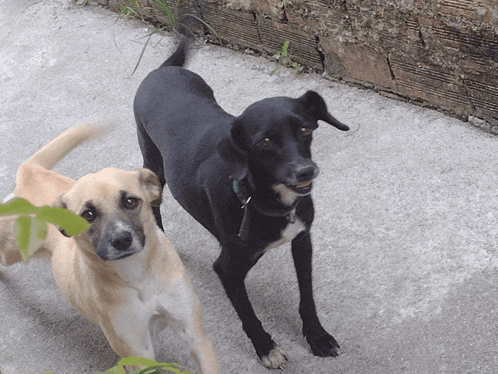 a black dog and a tan dog are standing next to each other