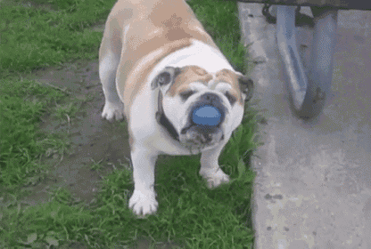 Dog Surprised By His Own Trick GIF - Dog Ball Catch GIFs