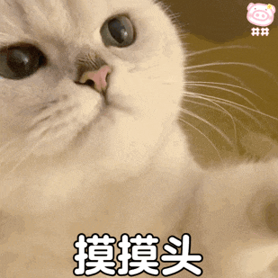 a close up of a cat 's face with chinese characters on it