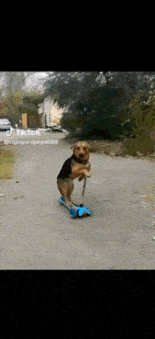 a dog is riding a blue scooter on a street with tiktok written on the bottom right