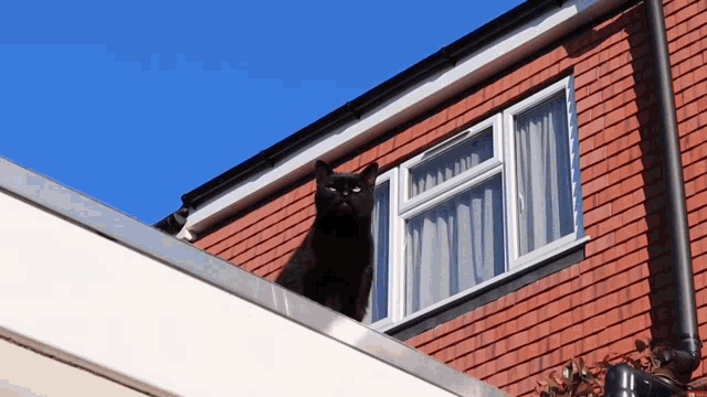 Up Is Not Jump Sid The Cat GIF - Up Is Not Jump Sid The Cat Cat On Roof GIFs