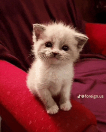 a white kitten is sitting on a red couch with foreign.us written on the bottom