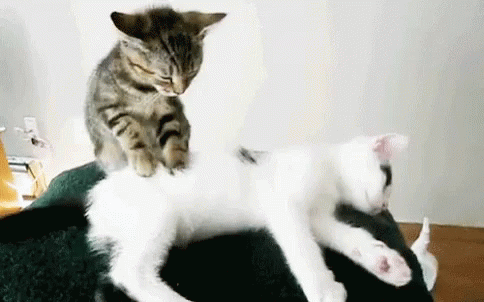 Cats Massage GIF