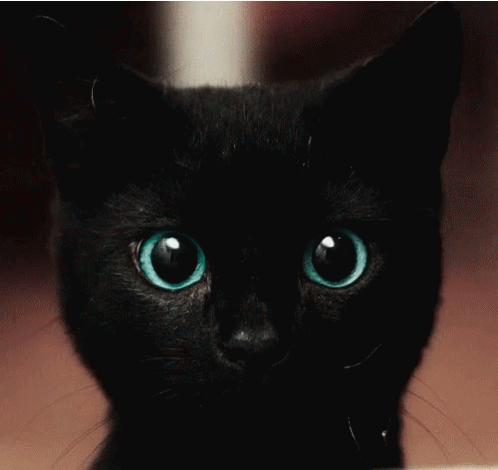 Whatever Eyeroll GIF - Whatever Eyeroll Black Cat GIFs